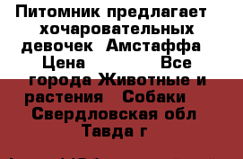 Питомник предлагает 2-хочаровательных девочек  Амстаффа › Цена ­ 25 000 - Все города Животные и растения » Собаки   . Свердловская обл.,Тавда г.